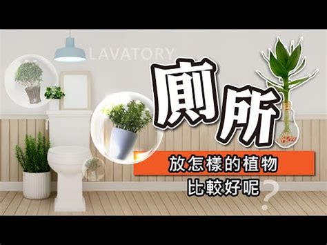 廁所植物推薦|廁所可以放植物嗎？適合放在浴室、廁所的植物推薦